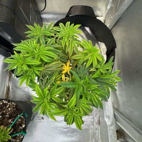Super Boof growlog timeline photo
