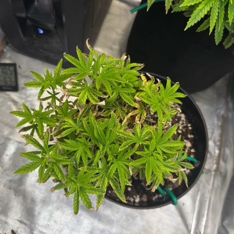 Superboof 2 growlog timeline photo
