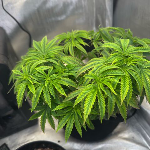 Super Boof growlog timeline photo