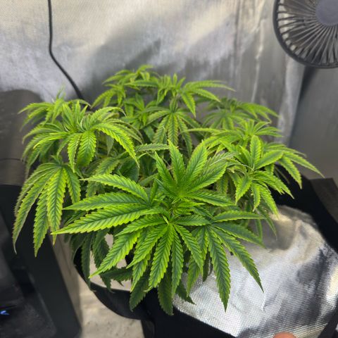 Super Boof growlog timeline photo