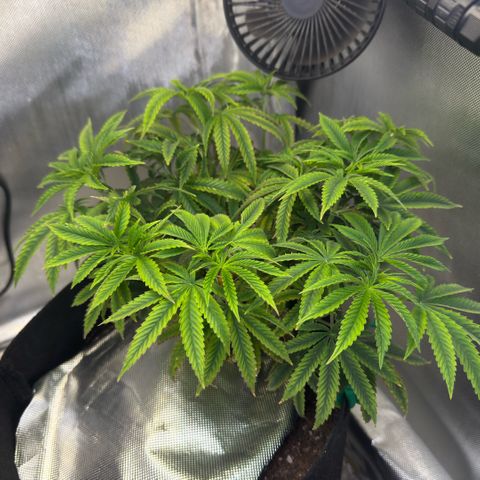 Super Boof growlog timeline photo