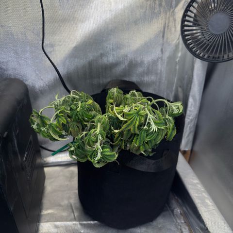 Super Boof growlog timeline photo