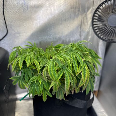 Super Boof growlog timeline photo
