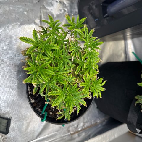 Superboof 2 growlog timeline photo