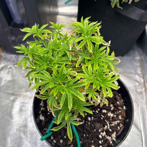 Superboof 2 growlog timeline photo