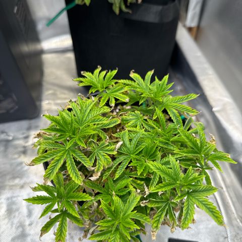 Superboof 2 growlog timeline photo