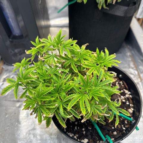 Superboof 2 growlog timeline photo