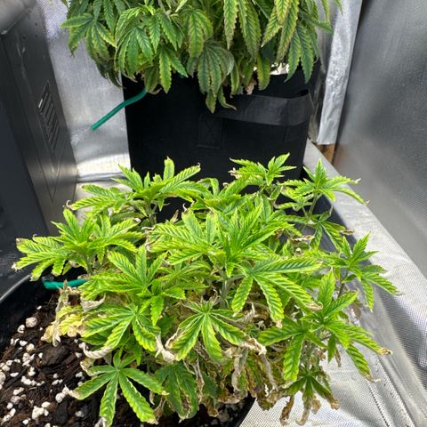 Superboof 2 growlog timeline photo