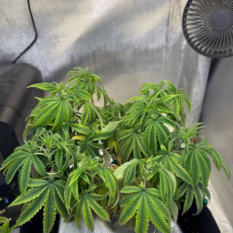 Super Boof growlog timeline photo