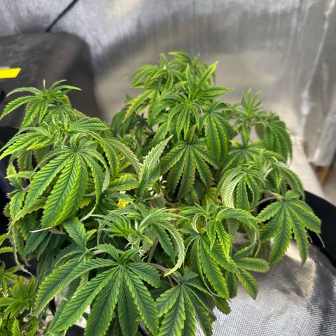 Super Boof growlog timeline photo