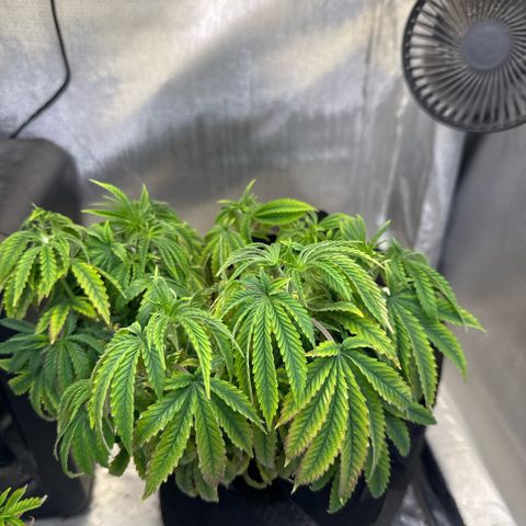 Super Boof growlog timeline photo