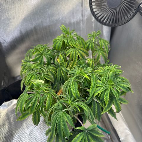 Super Boof growlog timeline photo