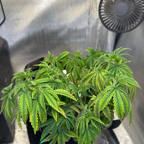 Super Boof growlog timeline photo