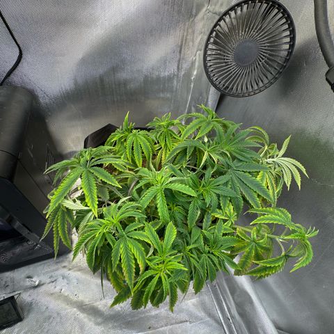 Super Boof growlog timeline photo