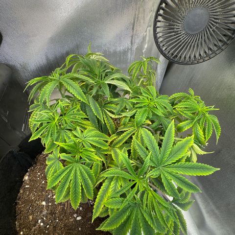 Super Boof growlog timeline photo