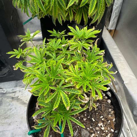Superboof 2 growlog timeline photo