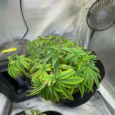 Super Boof growlog timeline photo