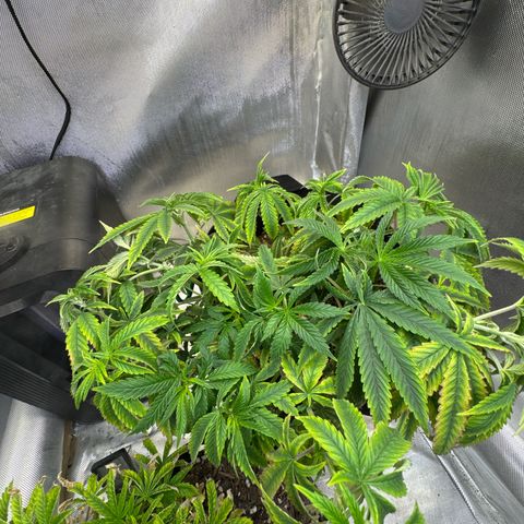 Super Boof growlog timeline photo