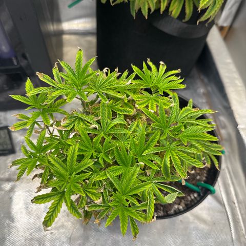 Superboof 2 growlog timeline photo