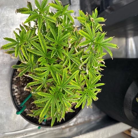 Superboof 2 growlog timeline photo