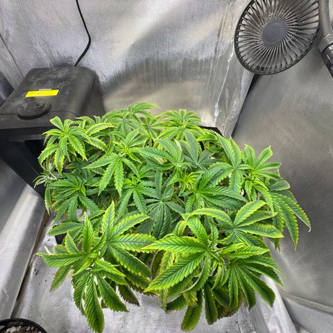 Super Boof growlog timeline photo