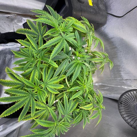 Super Boof growlog timeline photo