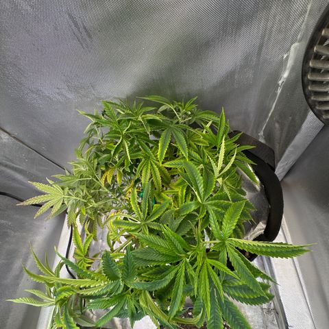 Super Boof growlog timeline photo