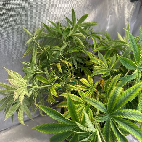 Super Boof growlog timeline photo