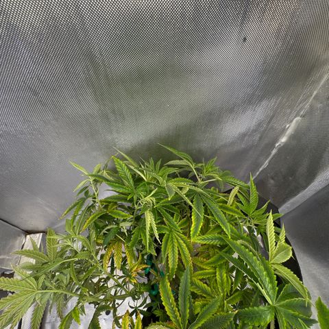 Super Boof growlog timeline photo