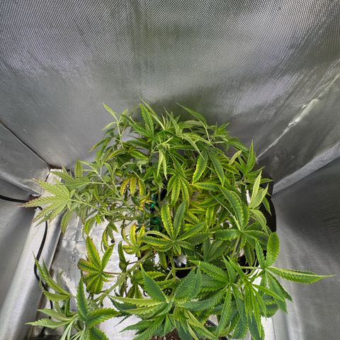 Super Boof growlog timeline photo
