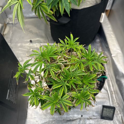 Superboof 2 growlog timeline photo
