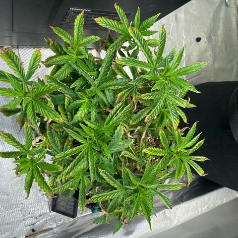 Superboof 2 growlog timeline photo
