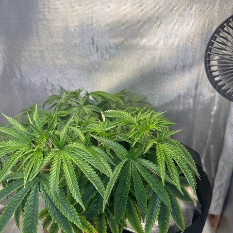 Super Boof growlog timeline photo