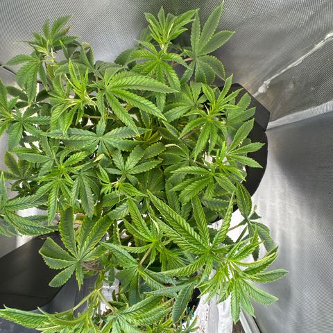 Super Boof growlog timeline photo