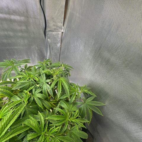 Super Boof growlog timeline photo