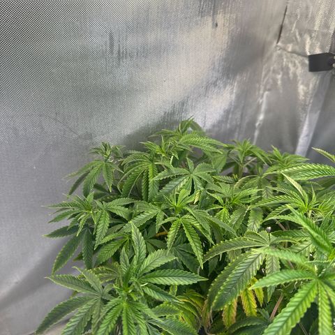 Super Boof growlog timeline photo
