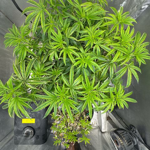 Super Boof growlog timeline photo
