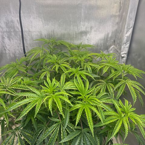 Super Boof growlog timeline photo