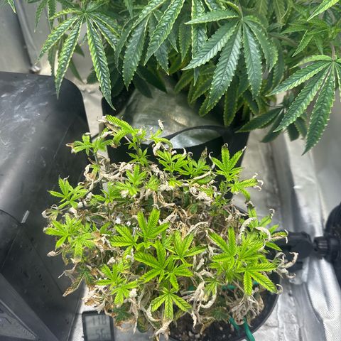 Super Boof growlog timeline photo