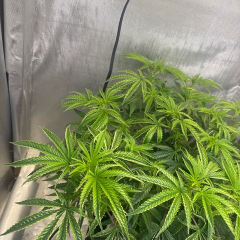 Super Boof growlog timeline photo