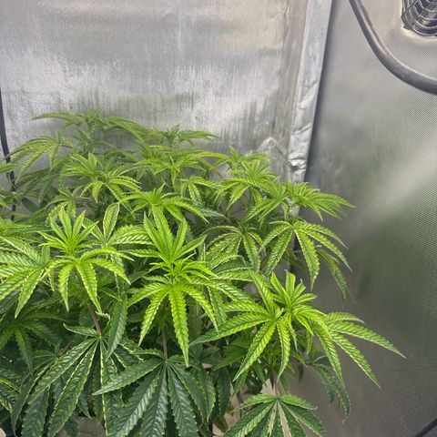 Super Boof growlog timeline photo