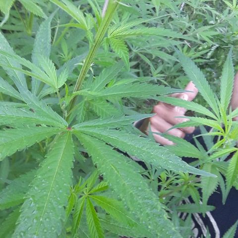 Cream mandarin x Nn growlog photo: Hoy aplique melaza y maca 6;30