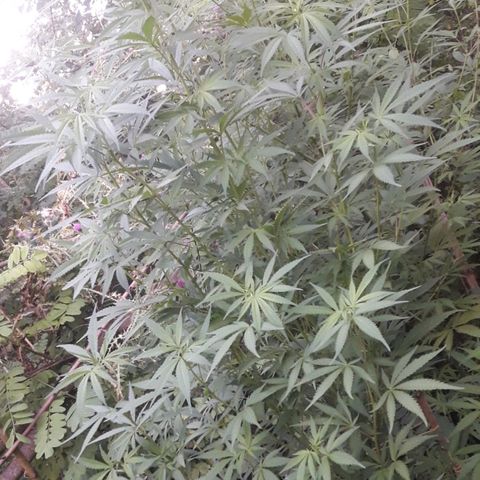 Cream mandarin x Nn growlog photo: Hoy aplique melaza y maca 6;30