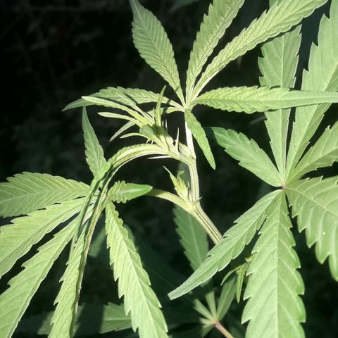 Cream mandarin x Nn growlog photo: Hoy aplique melaza y maca 6;30