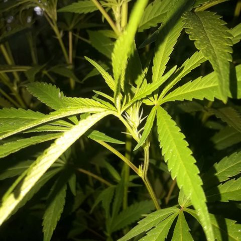 Cream mandarin x Nn growlog photo: Despues de la aplicads de melaza y maca 
