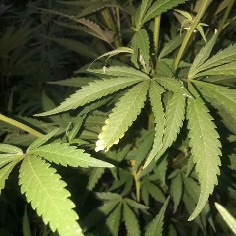 Cream mandarin x Nn growlog photo: Despues de la aplicads de melaza y maca 