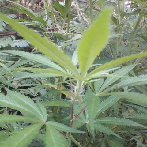 Cream mandarin x Nn growlog photo: Despues de la aplicads de melaza y maca 