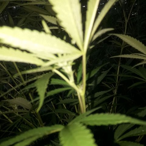 Cream mandarin x Nn growlog photo: Despues de la aplicads de melaza y maca 