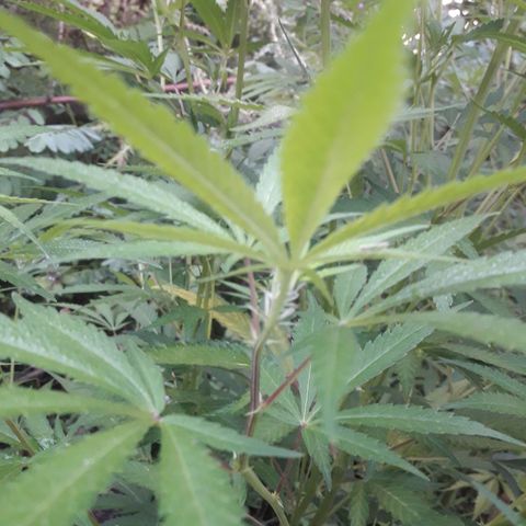 Cream mandarin x Nn growlog photo: Despues de la aplicads de melaza y maca 