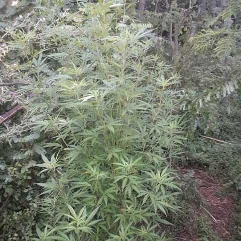 Cream mandarin x Nn growlog photo: Despues de la aplicads de melaza y maca 